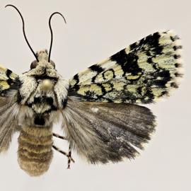  Heliothis melanoleuca , adult male